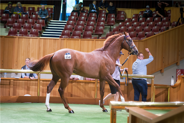 Lot 258 (Capitalist x Sabrina) purchased for $625,000.