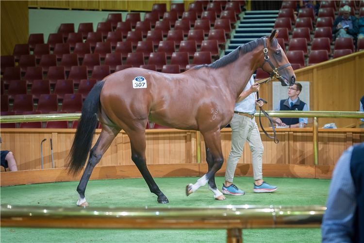 Lot 307 (Hellbent x Title Holder) purchased for $550,000.