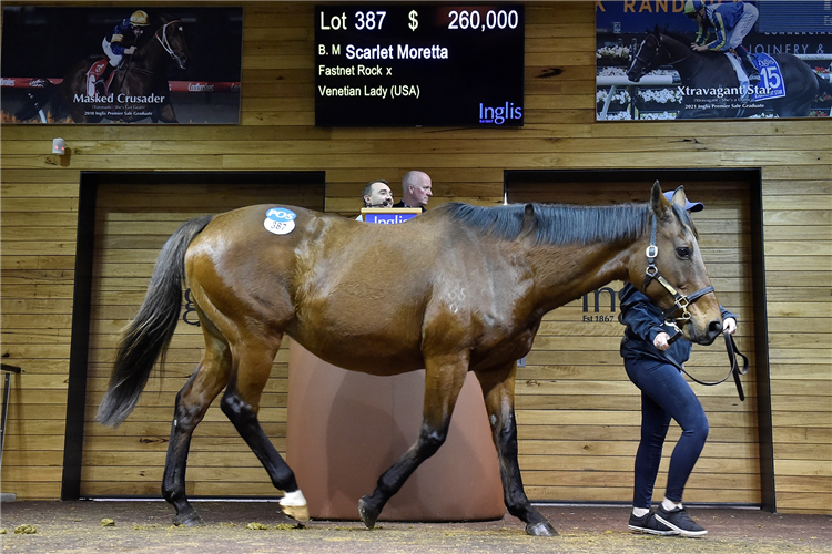 Scarlet Moretta topped the Great Southern Broodmare Sale.