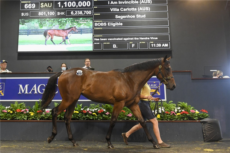 Lot 669 I Am Invincible - Villa Carlotta filly.