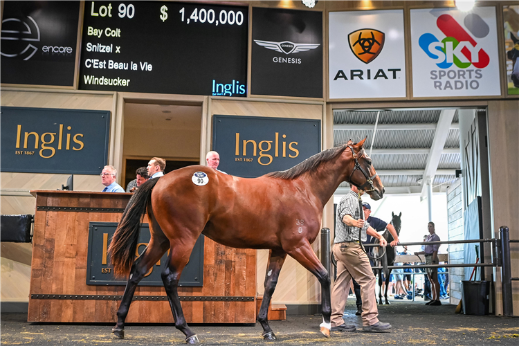 The $1.4m Snitzel colt bought by Coolmore.