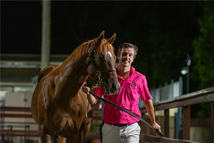 Lot 910 Exceed And Excel - Devious Rumor colt.