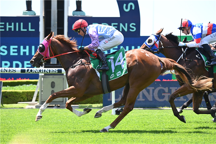 MARKIEVICZ winning the Tab Highway Plate at Rosehill in Australia.