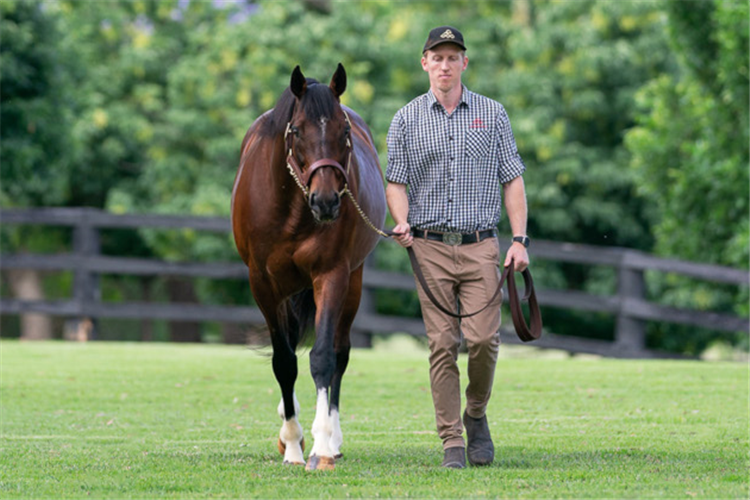 Maurice with Arrowfield stallion groom Mitchell Ralph.