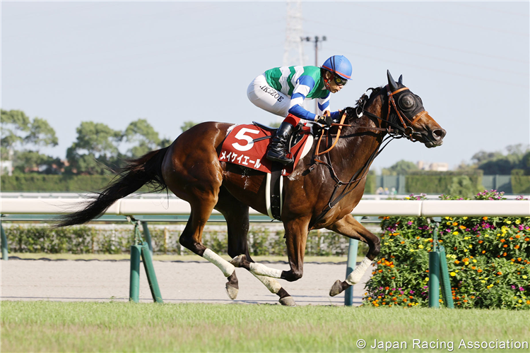 MEIKEI YELL winning the Centaur Stakes at Chukyo in Japan.