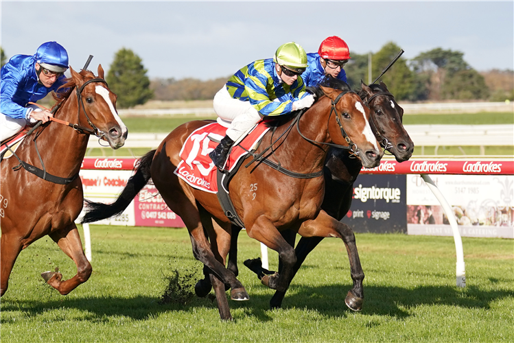 MERIDIUS winning the A. Lee/I. Rees/D. Wilson 2YO Maiden Plate in Sale, Australia.