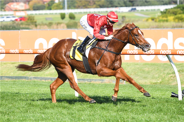 MIDWEST winning the VOBIS Gold Dash at Caulfield in Australia.