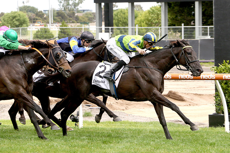 MILFORD winning the Lamaro's Hotel Eclipse Stakes