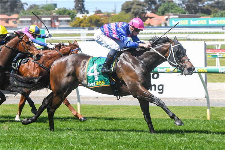 MINSK MOMENT winning the Hamilton Group Dual Choice Plate in Geelong, Australia.