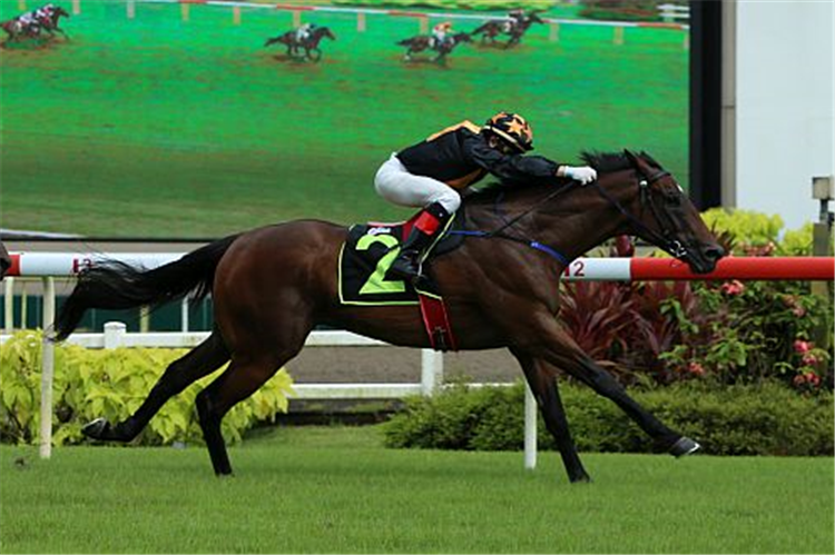 MR BLACK BACK winning the WILD GEESE 2014 STAKES CLASS 3