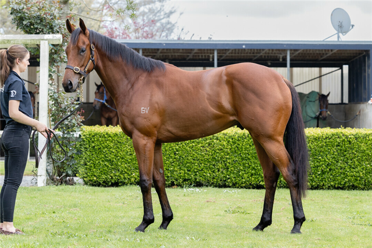 Lot 238 - MR MAESTRO.