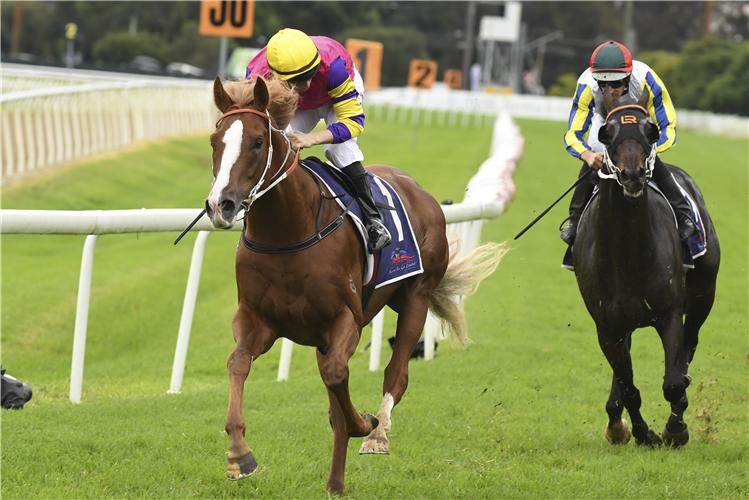 MR MOZART winning the B'town Workers H'bury Guineas at Hawkesbury in Australia.