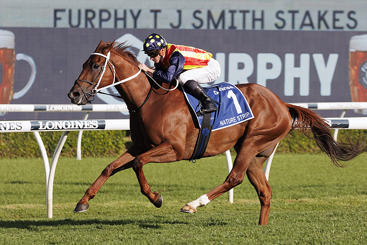 NATURE STRIP winning the Furphy T J Smith Stks