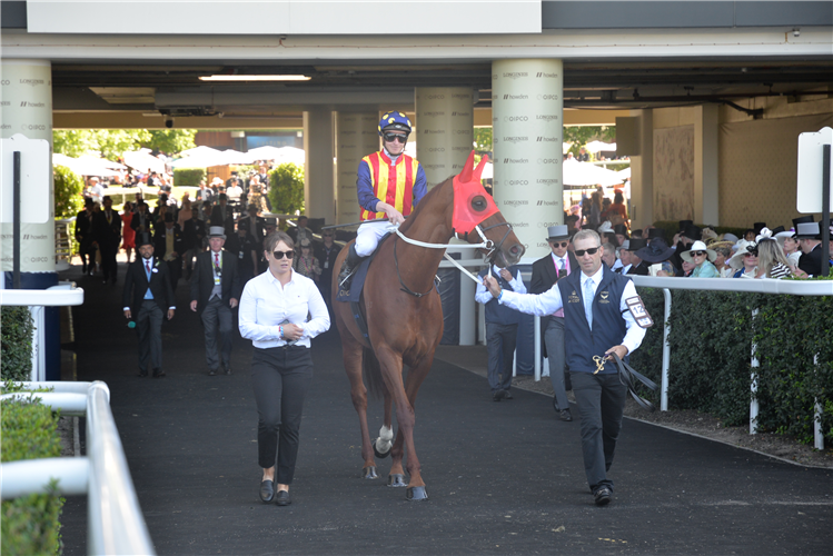 NATURE STRIP prior to winning the King's Stand Stakes