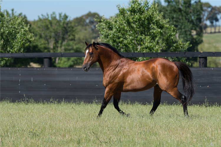 Not A Single Doubt at Arrowfield Stud.