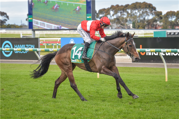 NOTABADBUY winning the Cottage by the Sea Cup BM64 Handicap in Geelong, Australia.