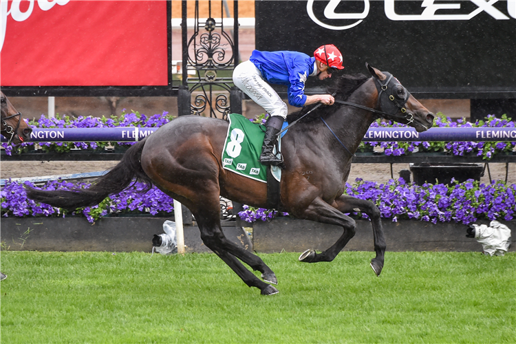 OLD FLAME winning the TAB Linlithgow Stakes at Flemington in Australia.