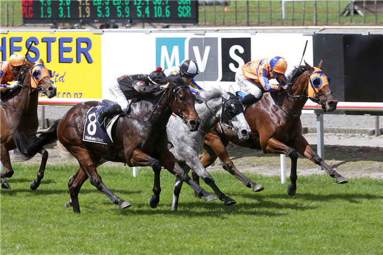 PAISLEY PARK winning the TEAM WEALLEANS MATAMATA CUP