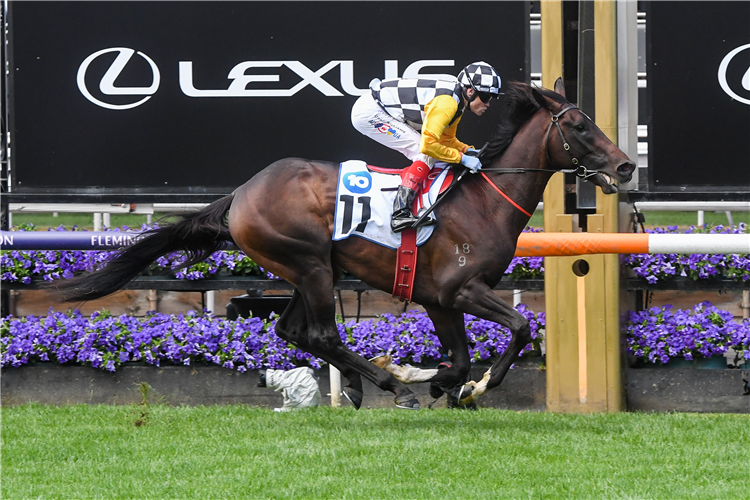 PERFECT THOUGHT winning the Network 10 Carbine Club Stakes at Flemington in Australia.