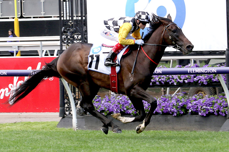 PERFECT THOUGHT winning the Network 10 Carbine Club Stakes