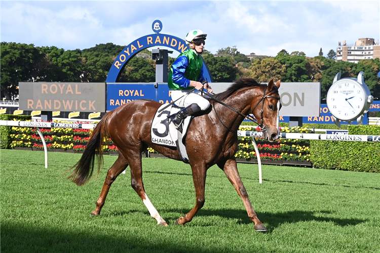 QUINTELLO winning the Chandon (Bm78) at Randwick in Australia.