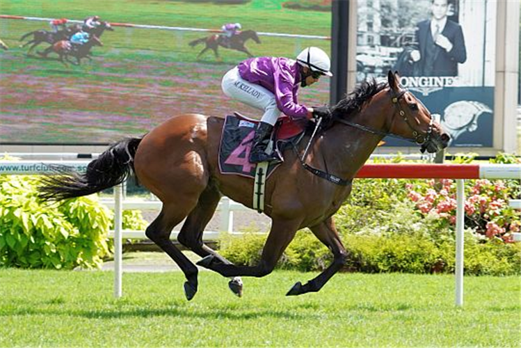 RED OCEAN winning the KRANJI STAKES C