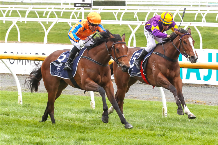 Rhetorical (outer) gains the upper hand over rival Gwynver as they fight out the finish at Riccarton