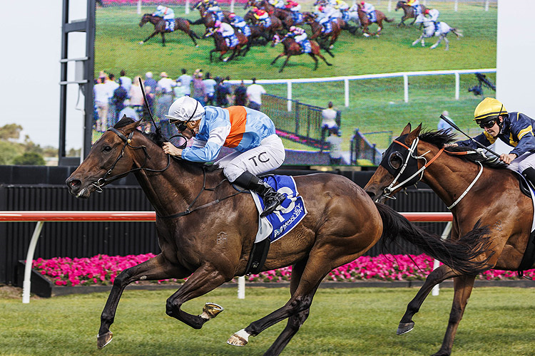 Exciting Almanzor filly joins Waller’s stable