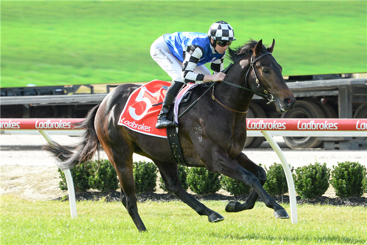 RIVER RIBBLE winning the Ladbroke it! 2YO Maiden Plate in Cranbourne, Australia.