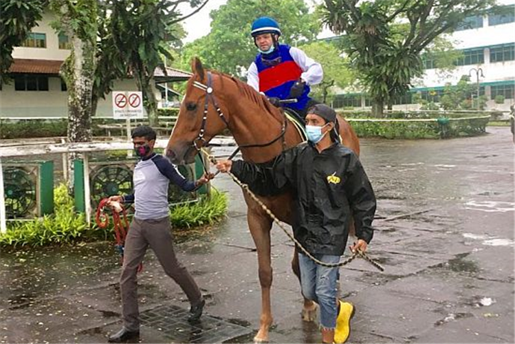 Rocket Star (Manoel Nunes) off to his barrier trial on Thursday morning. Ricardo Le Grange's apprentice jockey Krisna Thangamani (left) helps with the strapping duties.
