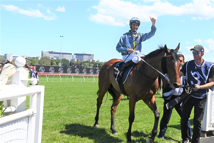 RUSTIC STEEL after winning the BIG DANCE at Randwick in Australia.