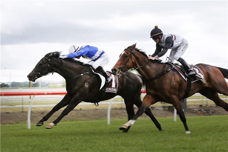 SACRED SATONO winning the MITCHELL FAMILY BONECRUSHER STAKES