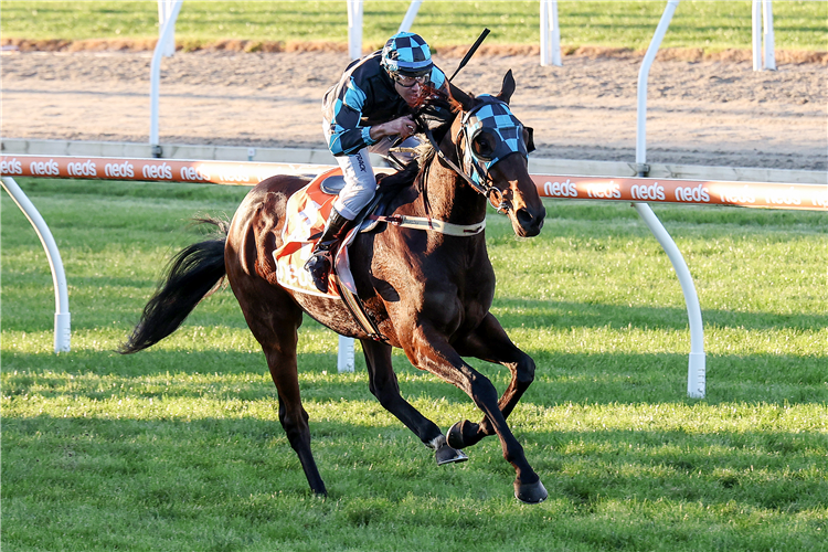 SEE YOUR POINT winning the Hylands Race Colours Handicap in Mornington, Australia.