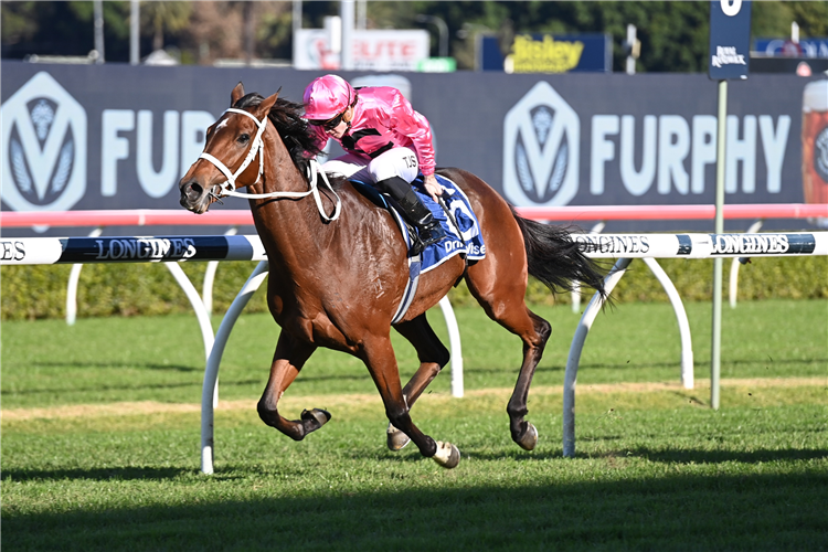 SHAMELESS MISS winning the Furphy Stayer's Cup at Randwick in Australia.