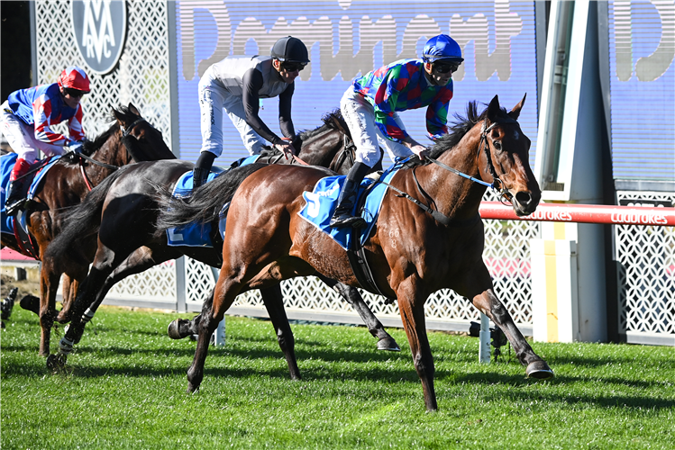 SHOCK 'EM OVA winning the Dominant Plant Power Cleaning Hcp at Moonee Valley in Australia.