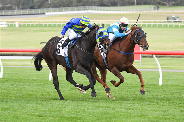 SIR DAVY winning the Thoroughbred Club (Bm78) at Sandown in Australia.