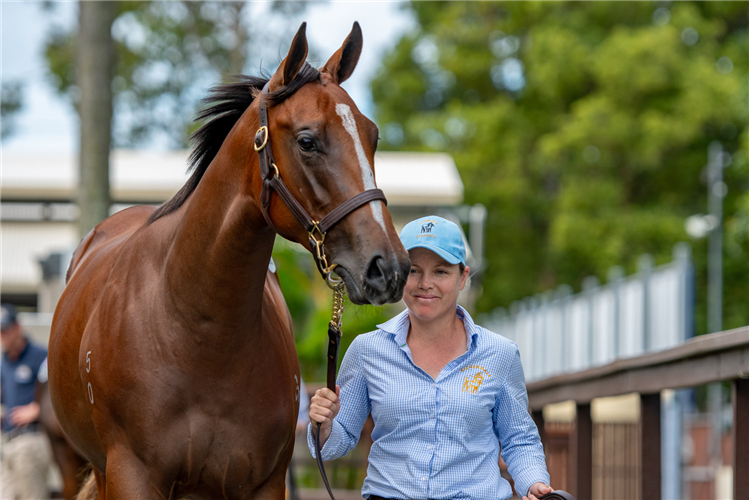 Snitzel - Sweet Sherry filly