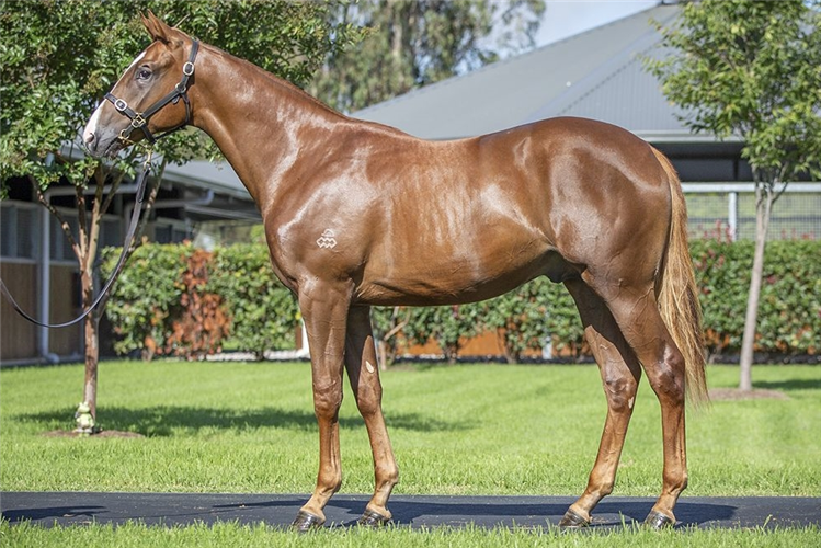 The Snitzel-Rising Romance brother to Yearning and Magic who will be sold next week.