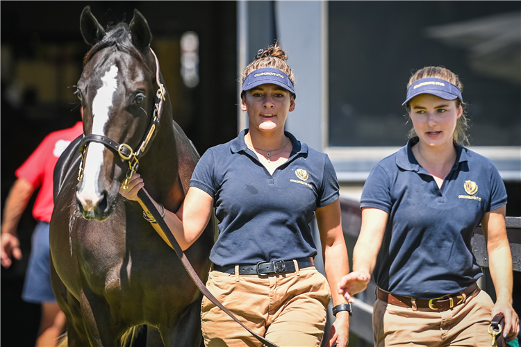 Collingrove Stud had the top lot on Day 1 of the Adelaide.