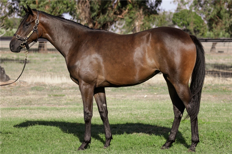 The So You Think-Zazparella filly who sold for $320,000.