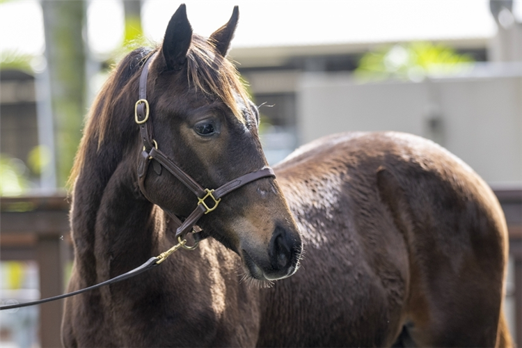 The $525,000 So You Think-Salina colt.