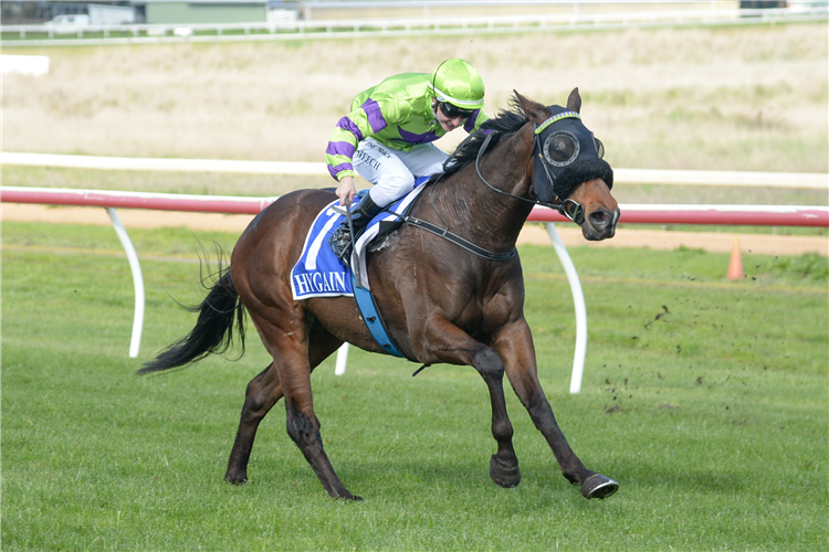 SOOBMERGED winning the Grand Central Hotel Maiden Plate in Hamilton, Australia. 