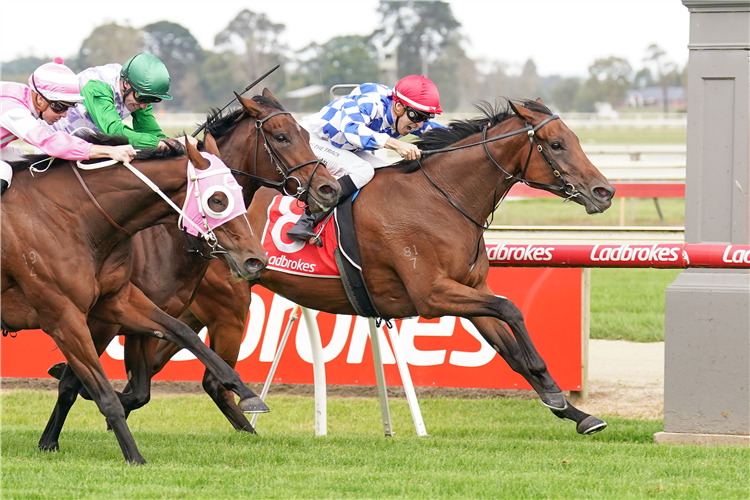 SPLENDIFEROUS winning the Racing Clubs' Country Oaks at Sale in Australia.