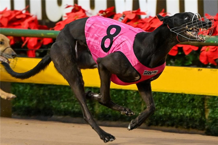 Stagger Out Lee - Chasing For Form That Won Her The Bold Trease Last Year(Photo Courtesy Greyhound Racing Victoria)