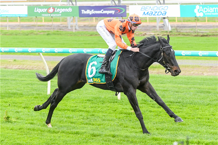 TAPA CAPALL winning the Brb Electrical Mdn Plate at Bendigo in Australia.