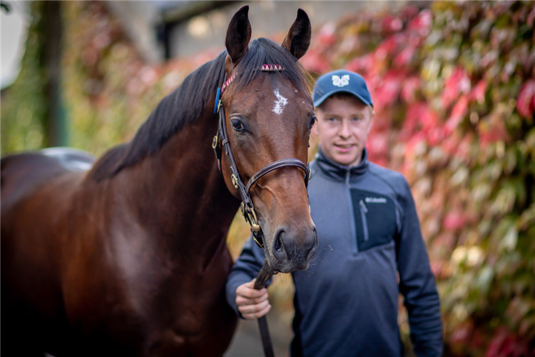 Inns Of Court - Silk Fan colt.