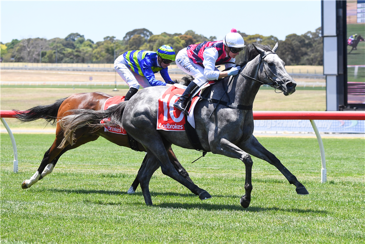 TEMPEST CHARM winning the Switch Mdn Plate at Sandown in Australia.