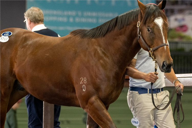 The $575,000 Exceed And Excel colt.