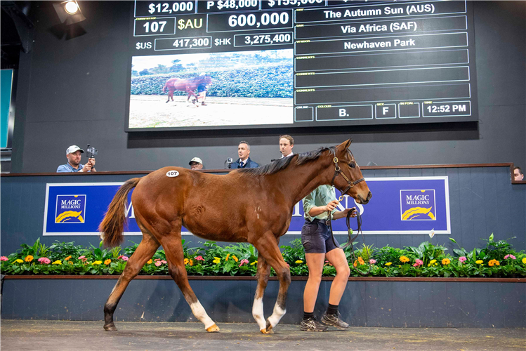 The $600,000 The Autumn Sun weanling