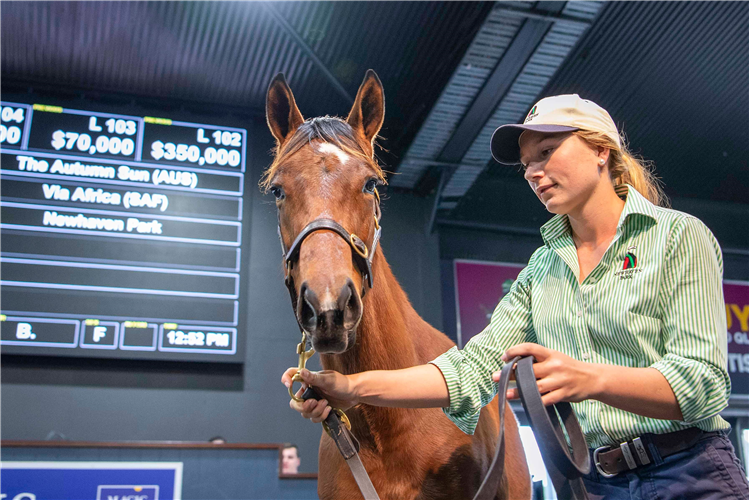 The Autumn Sun topped Day 1 of the National Weanling Sale.
